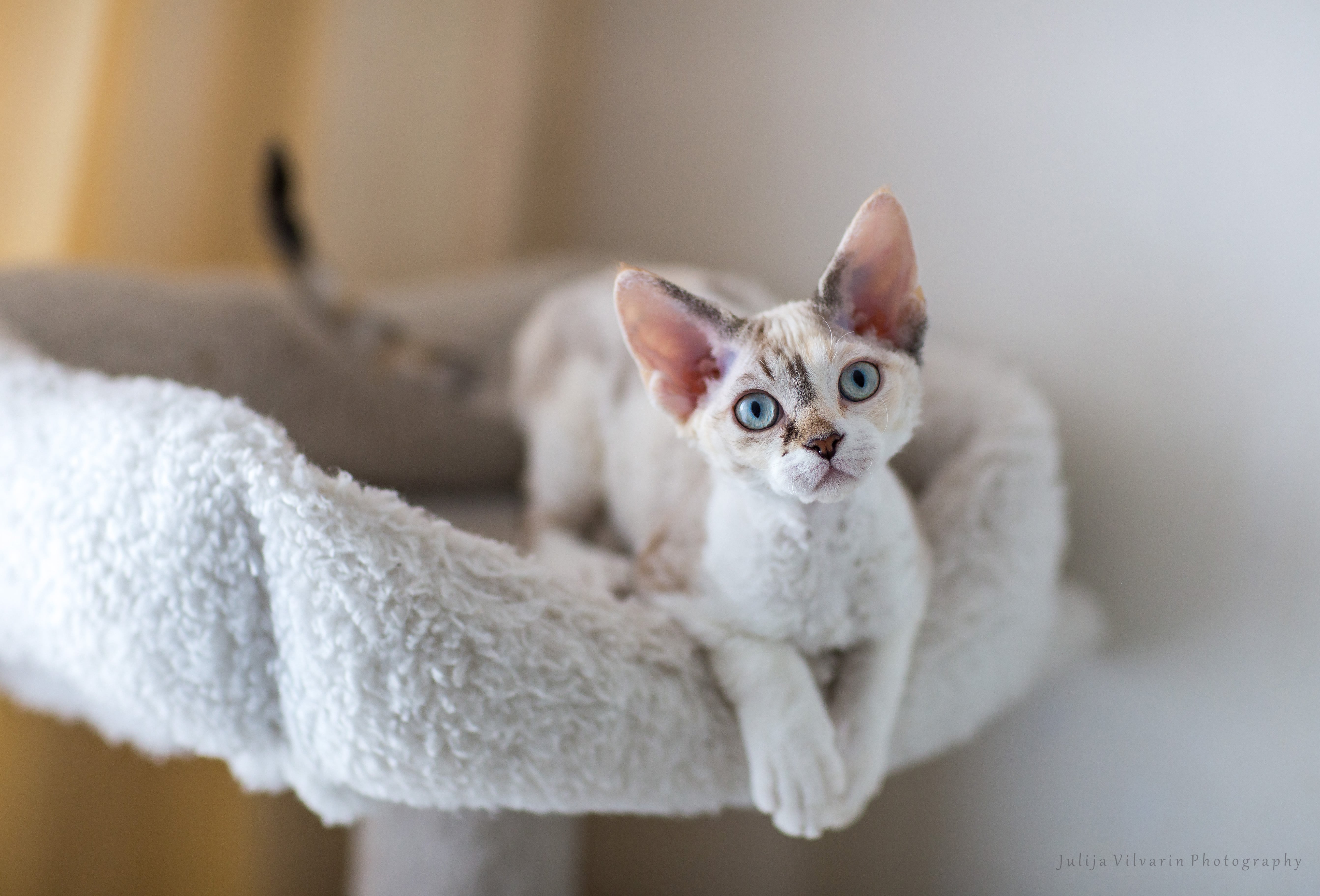 Le Devon Rex le chat caniche